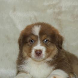 Zayne - Red tri-color male Australian Shepherd puppy in Richmond, Texas from Big Zen Aussies