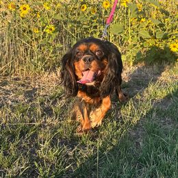 Willow - Cavalier King Charles Spaniel