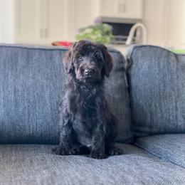 White - Chocolate male Goldendoodle puppy in St George, Utah from Doodle Bears of Southern Utah