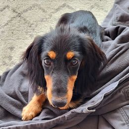 Dachshunds from Kasil of Dachshunds