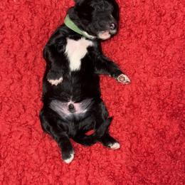 Sheepadoodle Puppies from Mojave Premier Kennels