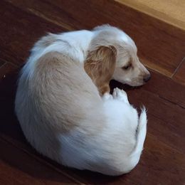 Dachshunds from Lori's Dachshunds