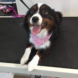 Macie - Miniature Australian Shepherd