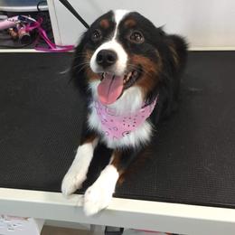 Macie - Miniature Australian Shepherd