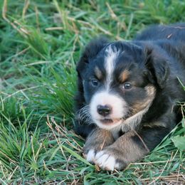 Australian Shepherd Puppies from Rockin D Ranch