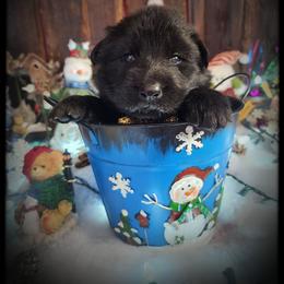 Argyle - Black male German Shepherd puppy in Fort Jennings, Ohio from Von Holtzapple German shepherds