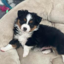 Camron Jr - Black tri male Toy Australian Shepherd puppy in Norco, California from River Springs Aussies
