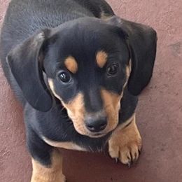 Dachshunds from Odessa's Dachshunds