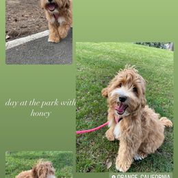 Goldendoodle All Grown Up from Golden Hearted Goldendoodles
