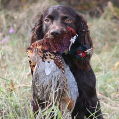 Boykin Spaniels and Nova Scotia Duck Tolling Retrievers from Beekauz Kennel