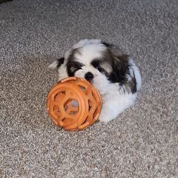 Shih Tzu Puppies from My Precious Paws - Shih Tzu