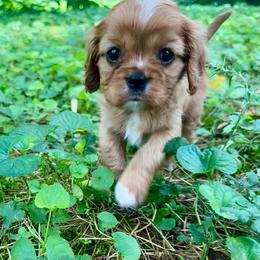 Maisie - Ruby female Cavalier King Charles Spaniel puppy in Watkinsville, Georgia from Cavaliers of Windsor
