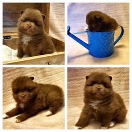 Lilly - Chocolate sable female Pomeranian puppy in Forsyth, Illinois from Amazing Grace Pomeranians