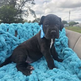 Frank - Black male Great Dane puppy in Granby, Missouri from HCR Great Danes