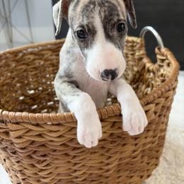 Wednesday - Fawn brindle female Whippet puppy in Fort Myers, Florida from Rainbow Whippets