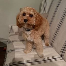 Cavapoo All Grown Up from Lone Pine Acres Cavapoo’s