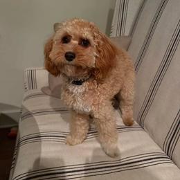 Cavapoo All Grown Up from Lone Pine Acres Cavapoo’s