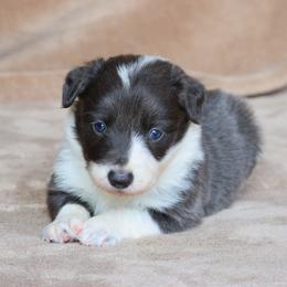 Stetson - Slate male Border Collie puppy in Courtland, Alabama from C Bar C Ranch Border Collies