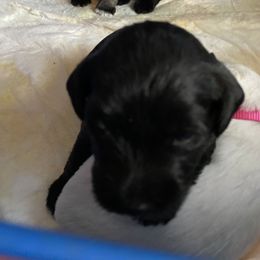 Miniature Schnauzer and Poodle Puppies from Bits & Bytes Farm