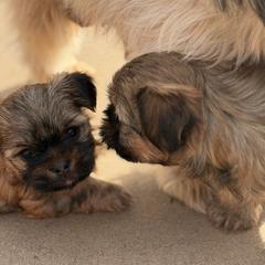 Shorkie puppies from Yorkies of Escondido