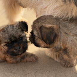 Shorkie puppies from Yorkies of Escondido