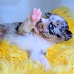 Australian Shepherd Puppies from Winsome Aussies