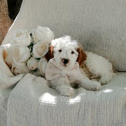 Blue collar boy - Parti male Goldendoodle puppy in Spokane, Washington from Beloved_doodles_WA