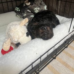 Cavalier King Charles Spaniel, Cavapoo, and Poodle Puppies from Melissa's East End Cavaliers