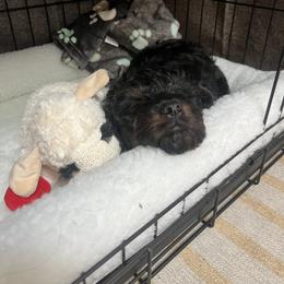 Cavalier King Charles Spaniel, Cavapoo, and Poodle Puppies from Melissa's East End Cavaliers