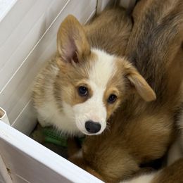 Girl 2 - Red female Pembroke Welsh Corgi puppy in Moulton, Alabama from Reed's Pembroke Corgi Welsh