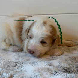 Green Collar Boy - Yellow and white male Bernedoodle puppy in San Augustine, Texas from Vintage Doodles