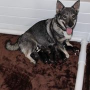 Opal - Swedish Vallhund