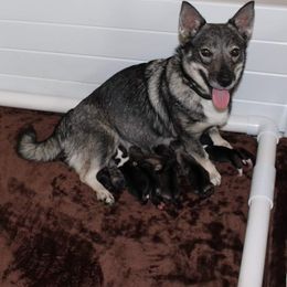Opal - Swedish Vallhund