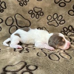 Isabella Piebald - Fawn (isabella) and tan female Dachshund puppy in George West, Texas from Rockin M Kennel