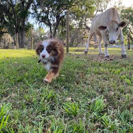 Miniature Australian Shepherd Puppies from Peace Creek Aussies