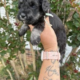 Pearl Girl - Black and silver female Miniature Schnauzer puppy in Floyd, Virginia from Little River Puppies