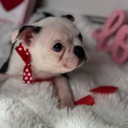 Nelly (Shelly) - Black brindle and white Boston Terrier puppy in Oklahoma from WAOK B&F AKC PUPS