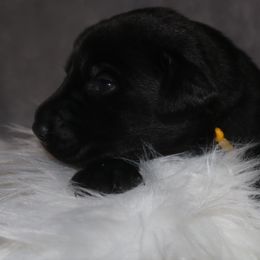 Yellow collar - Black male Labrador Retriever puppy in Suffolk County, New York from South Shore Labradors