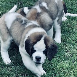Saint Bernard Puppies from Still River Saints
