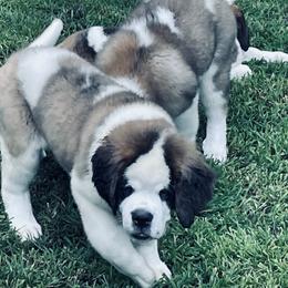 Saint Bernard Puppies from Still River Saints