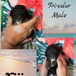 Fiji - Tri-color male Bernedoodle puppy in Godwin, North Carolina from Farm Sweet Farm Doodles