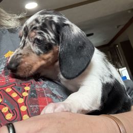 AKC Jellybean - Dapple female Dachshund puppy in Indiana from Dani’s Darling Doxies