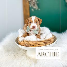 Archie - Red  male Goldendoodle puppy in Cedar City, Utah from Cedar Doodles- Home of the Teddybear Goldendoodle