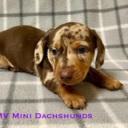 Jasper - Dapple male Dachshund puppy in Carlsbad, Texas from MV Mini Dachshunds