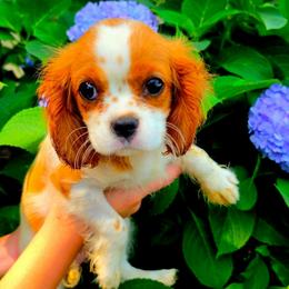 Guadalupe - Blenheim female Cavalier King Charles Spaniel puppy in Watsontown, Pennsylvania from Huntsman Cavaliers