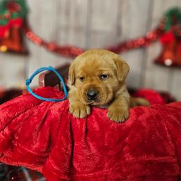 Sprout - Yellow male Labrador Retriever puppy in Louisville, Kentucky from Tsuki Labradors