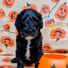 Buddy Holly - Parti male Goldendoodle puppy in Springtown, Texas from Country Pups Doodles