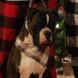 Dram - Boxer