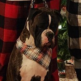 Dram - Boxer