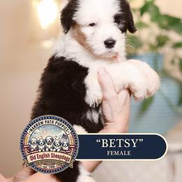 Betsy - Gray and white female Old English Sheepdog puppy in Cleveland, Tennessee from Narrow Path Old English & Sheepadoodles